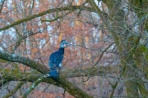 Close Shot Van Mooie Vogel Neerstrijken Kale Boomtak — Stockfoto