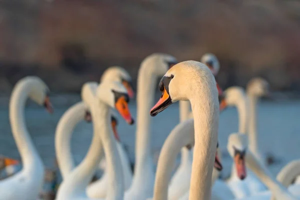 Närbild Skott Vackra Stora Flock Svanar Utomhus — Stockfoto