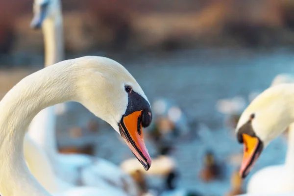 Close Shot Van Mooie Grote Kudde Zwanen Buitenshuis — Stockfoto