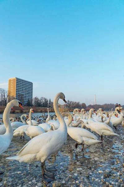 Nahaufnahme Einer Schönen Großen Schar Von Schwänen Freien — Stockfoto