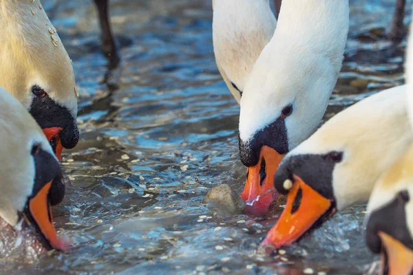 Close Shot Van Mooie Zwanen Drinkwater — Stockfoto