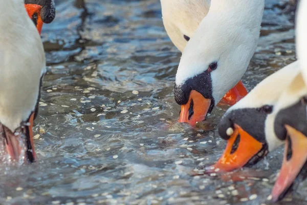 水を飲む美しい白鳥のクローズアップショット — ストック写真