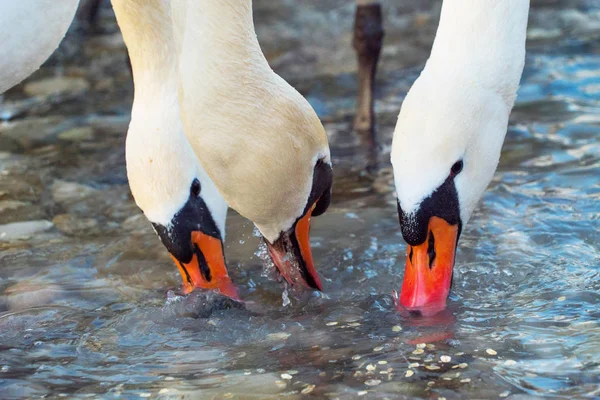 Close Shot Van Mooie Zwanen Drinkwater — Stockfoto