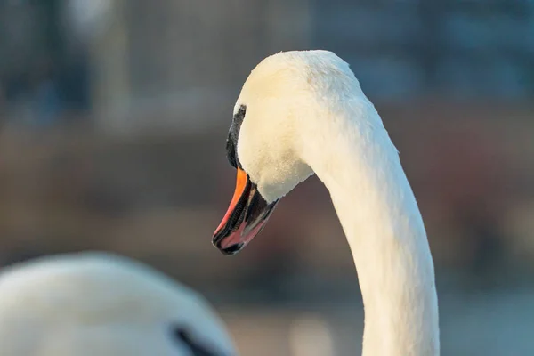 Close Shot Van Mooie Zwaan Staande Rivieroever — Stockfoto