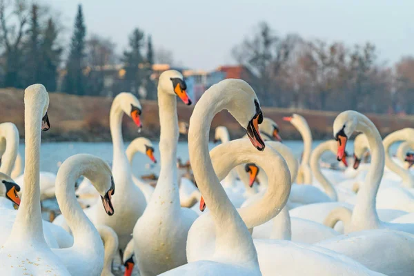 屋外の白鳥の美しい大きな群れのクローズアップショット — ストック写真