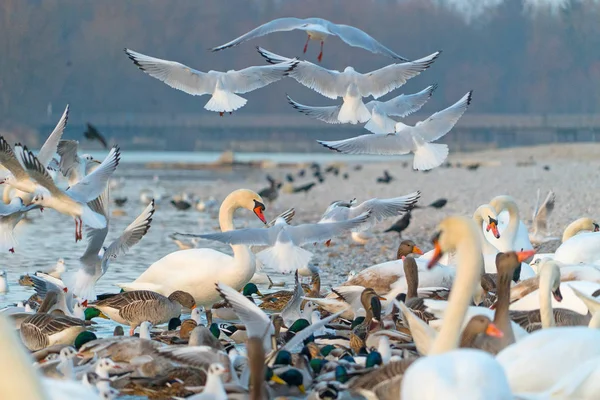 川岸の様々な水鳥のクローズアップショット — ストック写真