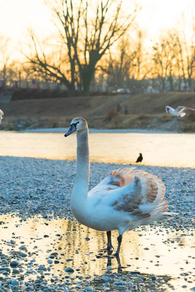 Close Shot Van Mooie Zwaan Staande Rivieroever — Stockfoto