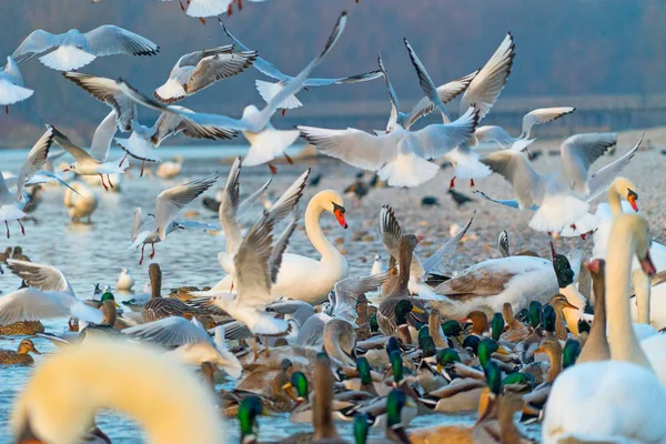 Nahaufnahme Verschiedener Wasservögel Flussufer — Stockfoto