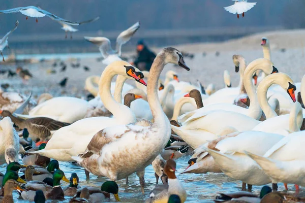 川岸の様々な水鳥のクローズアップショット — ストック写真