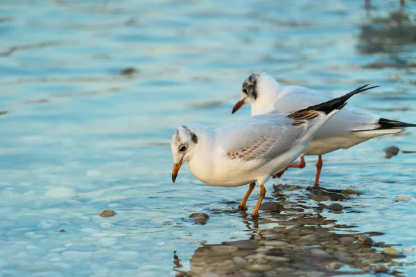 Close Shot Van Prachtige Meeuwen Staande Rivieroever — Stockfoto