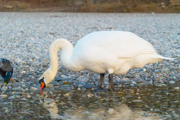 Close Shot Van Mooi Zwanen Drinkwater Oever Van Rivier — Stockfoto