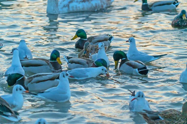 Close Shot Van Verschillende Watervogels Oever Van Rivier — Stockfoto