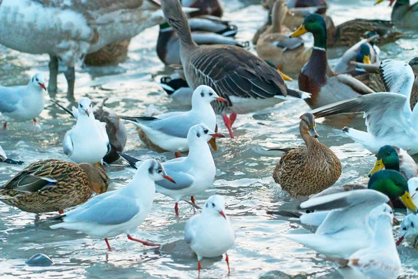 Close Shot Van Verschillende Watervogels Oever Van Rivier — Stockfoto