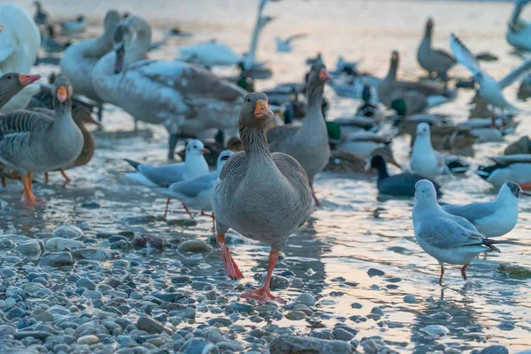 Nahaufnahme Schöner Vögel Ufer Des Flusses — Stockfoto