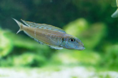 Akvaryumdaki güzel egzotik balığın yakın plan çekimi.