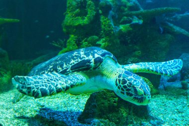 Aquarium 'da güzel deniz kaplumbağası yakın çekim