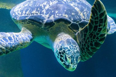 Aquarium 'da güzel deniz kaplumbağası yakın çekim