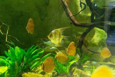 akvaryum içinde yüzme güzel egzotik balıklar yakın çekim