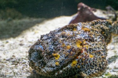 Akvaryumdaki güzel egzotik balığın yakın plan çekimi.