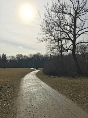 Gün ışığı parktaki çıplak ağaçların arasından yansıyor.