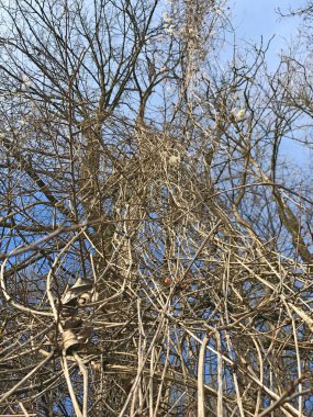 Mavi gökyüzü olan ölü ağaç.