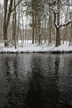 Parktaki kış ormanının manzarası.