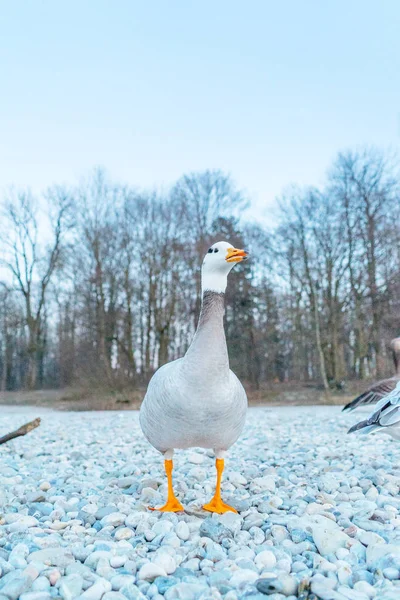 Açık Havada Güzel Gri Ördek Yakın Çekim — Stok fotoğraf