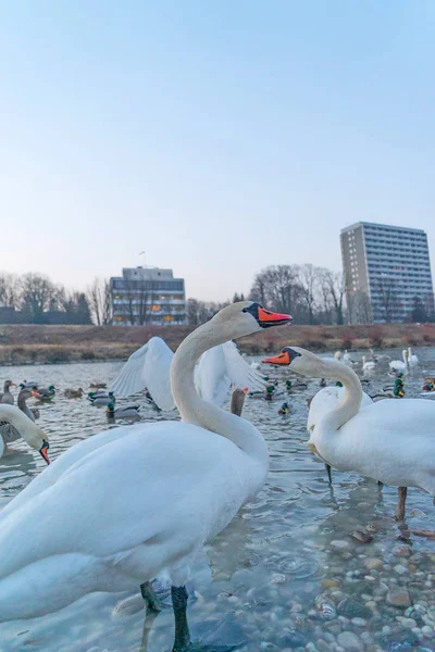 Close Shot Van Mooie Zwerm Zwanen Rivieroever — Stockfoto