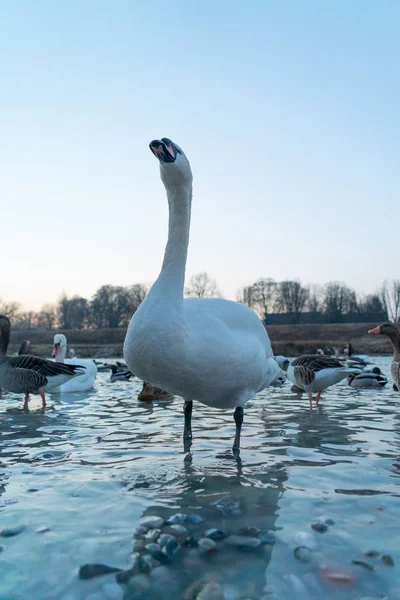 Primer Plano Hermoso Cisne Pie Orilla Del Río Congelado — Foto de Stock