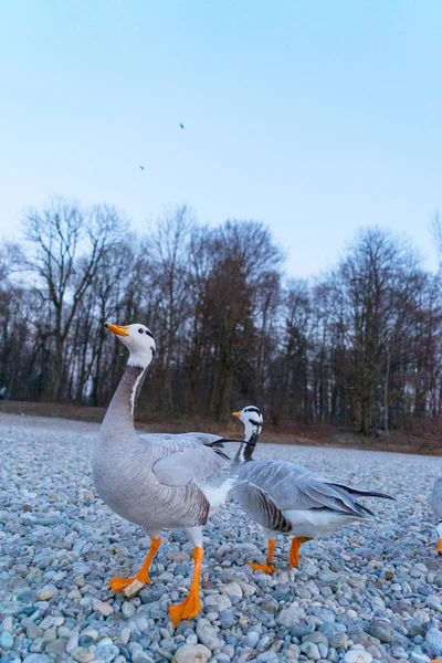 Kış Aylarında Nehir Kıyısında Güzel Ördeklerin Yakın Çekim Çekimi — Stok fotoğraf