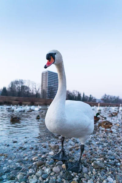 Close Shot Van Mooie Zwaan Staande Frozen River Bank — Stockfoto