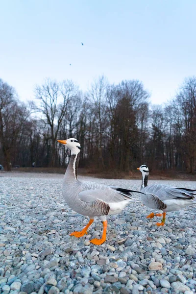 Närbild Skott Vackra Änder River Bank Vintern — Stockfoto