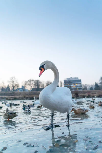 Närbild Skott Vacker Svan Stående Frozen River Bank — Stockfoto