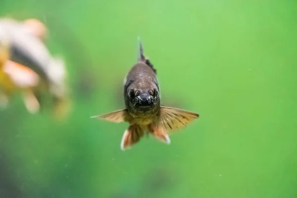 Close Shot Van Prachtige Vissen Aquarium — Stockfoto