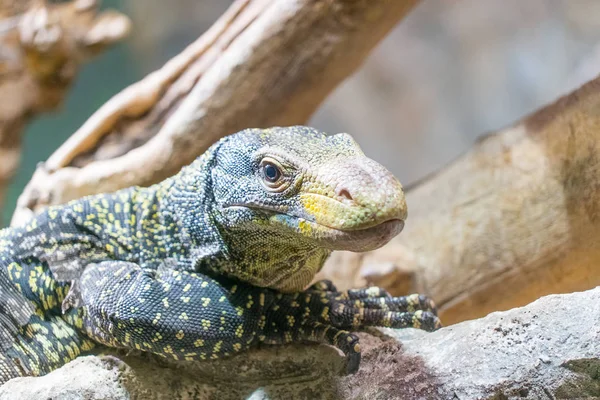 Close View Iguana — Stock Photo, Image