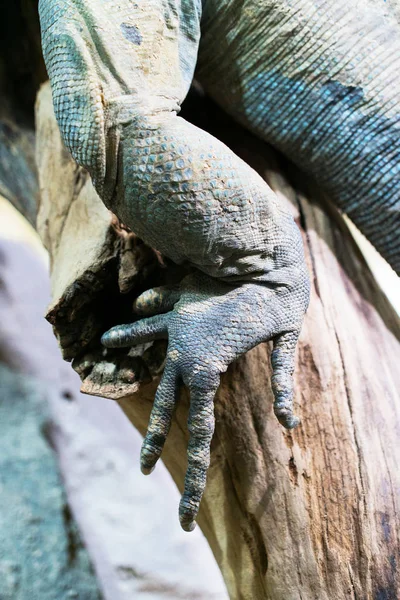 Vista Perto Uma Iguana — Fotografia de Stock