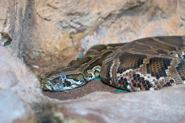 Serpiente Vista Cerca — Foto de Stock