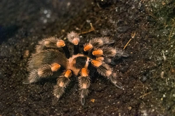 Renkli örümceğin makro görüntüsü