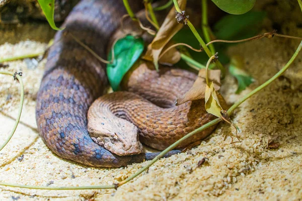 Serpiente Vista Cerca — Foto de Stock