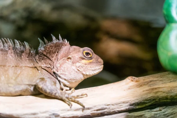 Close View Iguana — Stock Photo, Image