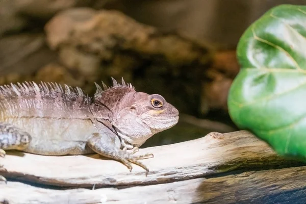 Close View Lizard Reptile Selective Focus — Stock Photo, Image