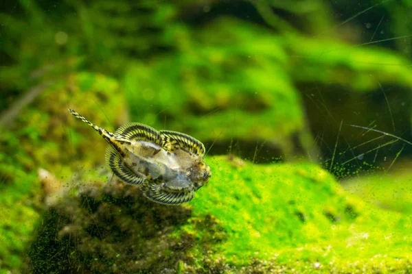 Nahaufnahme Von Schmetterling Sitzt Auf Einem Grünen Gras — Stockfoto