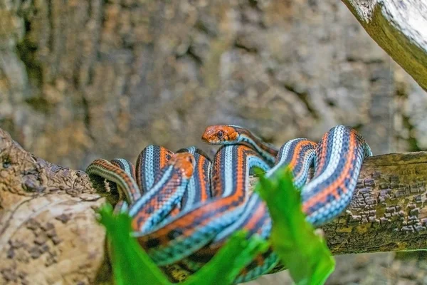 Vista Close Cobras Coloridas Terrário — Fotografia de Stock