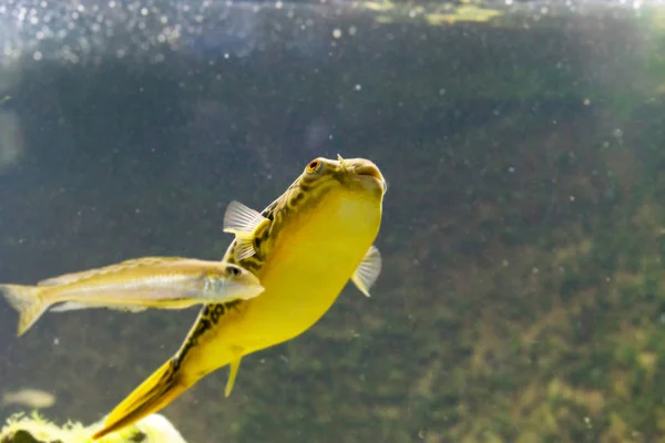 Close Tiro Belo Peixe Fugu Aquário — Fotografia de Stock