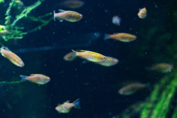 Tiro Close Belos Pequenos Peixes Nadando Aquário — Fotografia de Stock