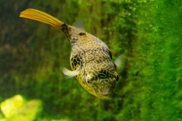 Primer Plano Hermosos Peces Exóticos Acuario —  Fotos de Stock