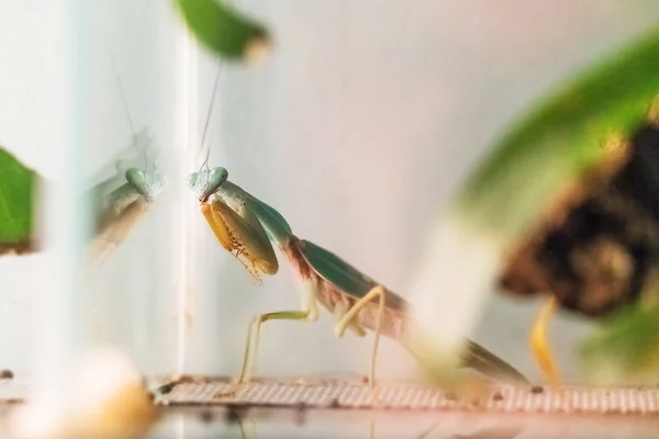 Teraryumdaki peygamberdevesinin yakın görüntüsü 