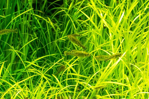 Pequenos Peixes Nadando Entre Grama Mar — Fotografia de Stock