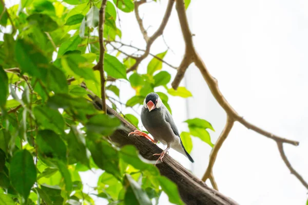 Close Shot Van Mooie Exotische Vogel Neerstrijken Boom — Stockfoto