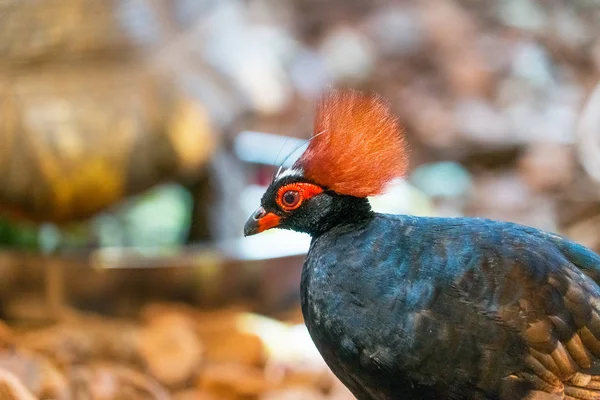 Close Shot Van Mooie Exotische Vogel — Stockfoto